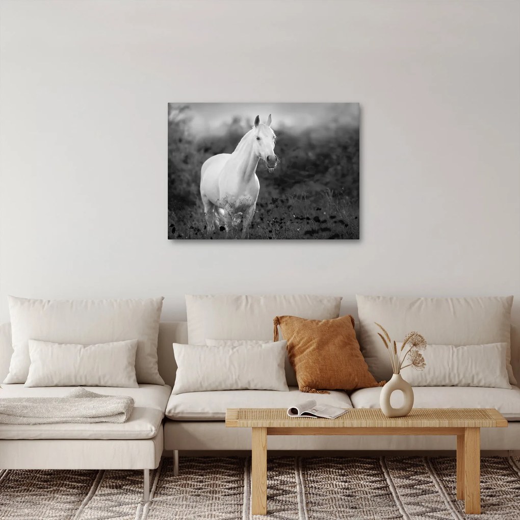 Obraz białego konia na łące, czarno - biały (70x50 cm)