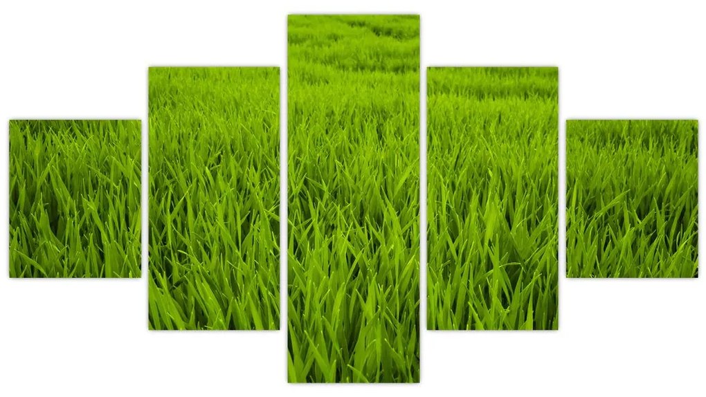 Obraz trawy (125x70 cm)