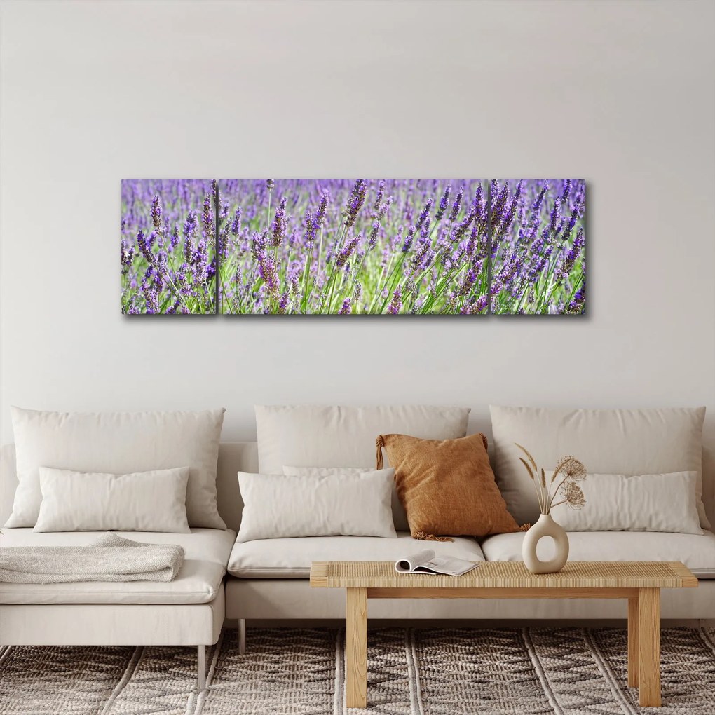 Obraz pola z lawendą (170x50 cm)