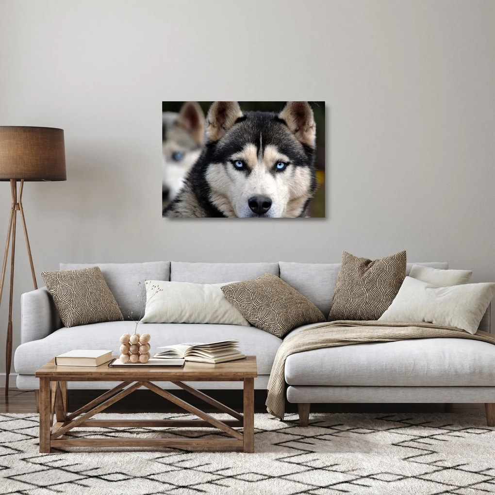 Obraz na szkle - pies husky (70x50 cm)
