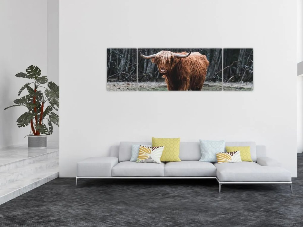 Obraz - Szkocka krowa 2 (170x50 cm)