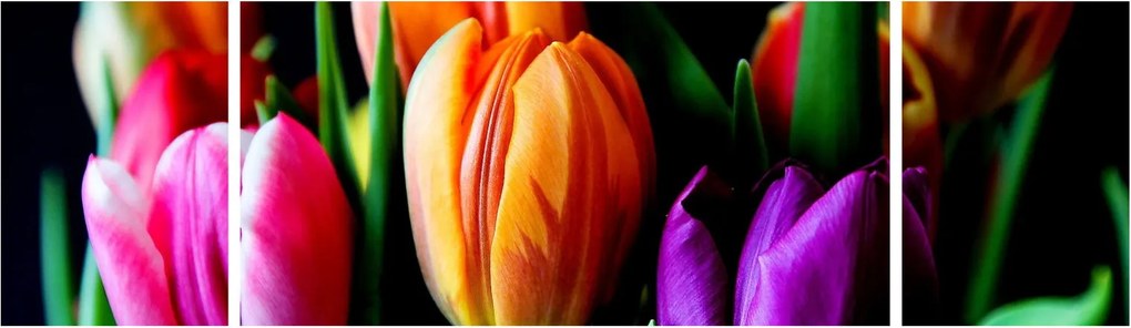 Obraz tulipanów na czarnym tle (170x50 cm)