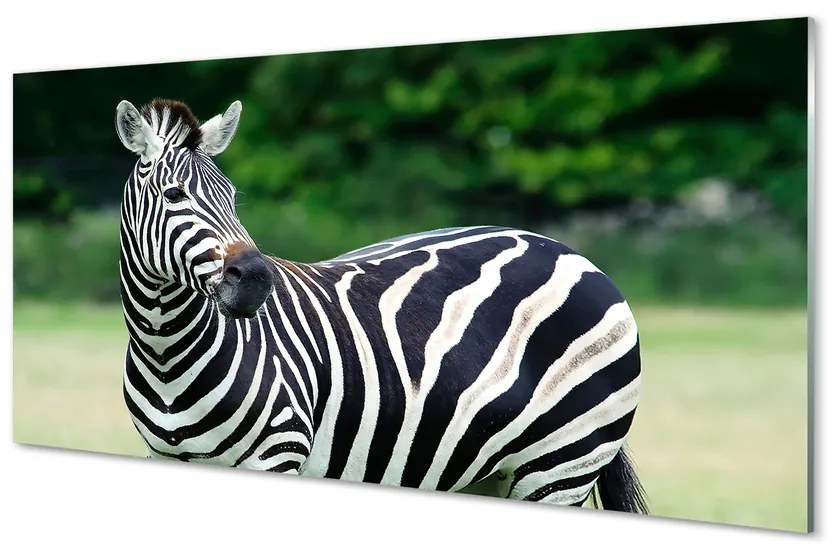 Szklany Panel Zebra pole