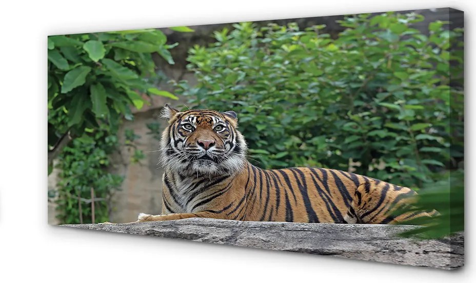 Duży obraz na płótnie Tygrys w Lesie