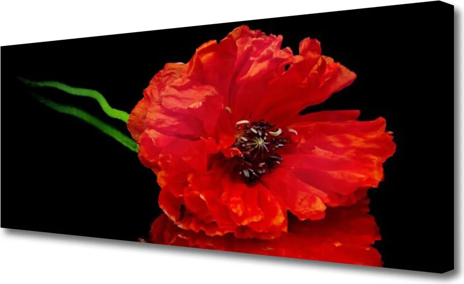 Obraz canvas Samotny Mak w Polu