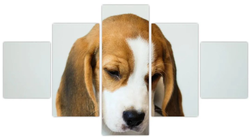 Obraz Beagle (125x70 cm)