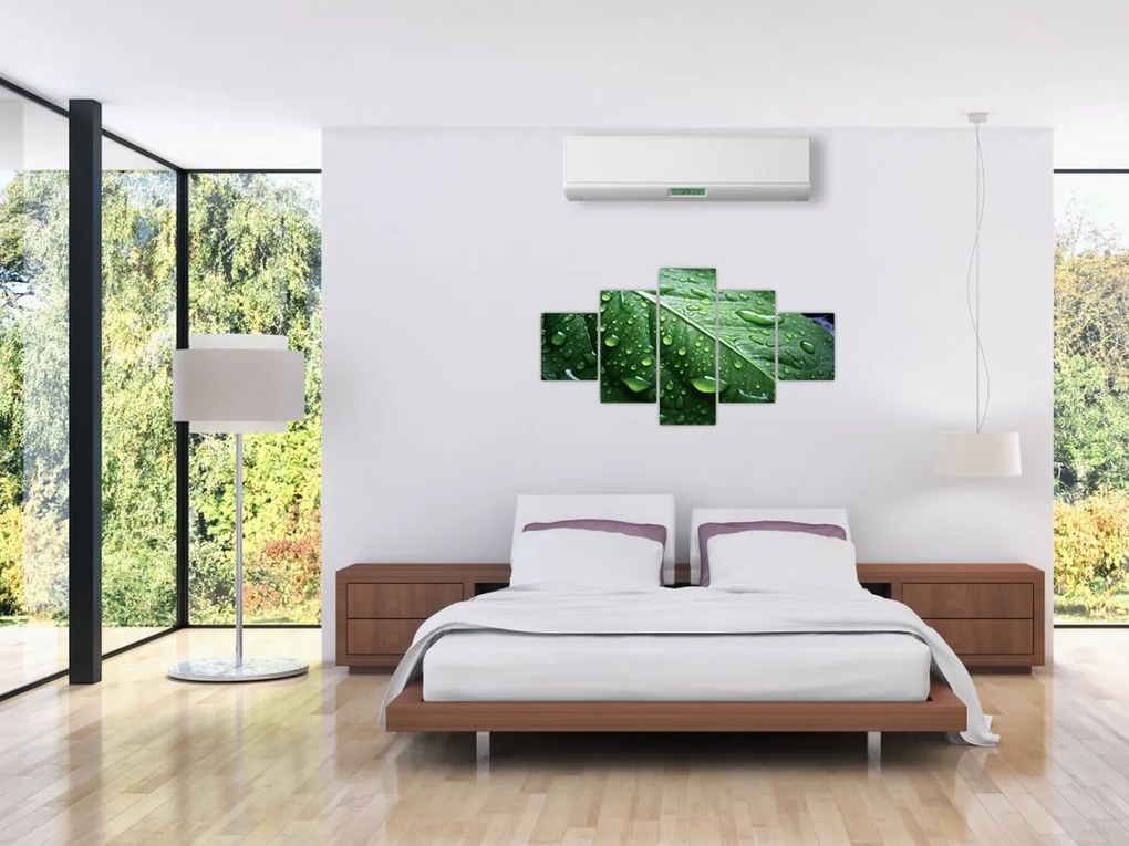 Obraz - Szczegół liścia po deszczu (125x70 cm)