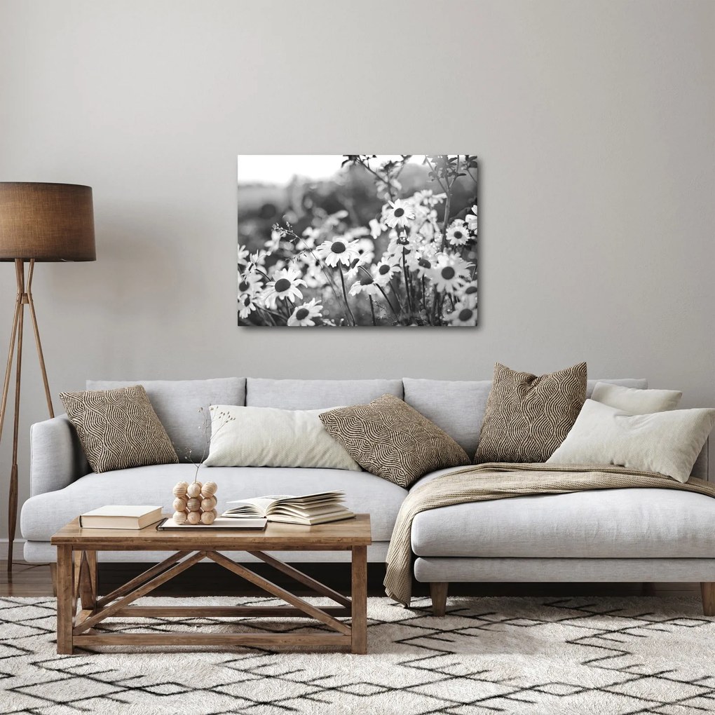 Obraz - Stokrotki (70x50 cm)