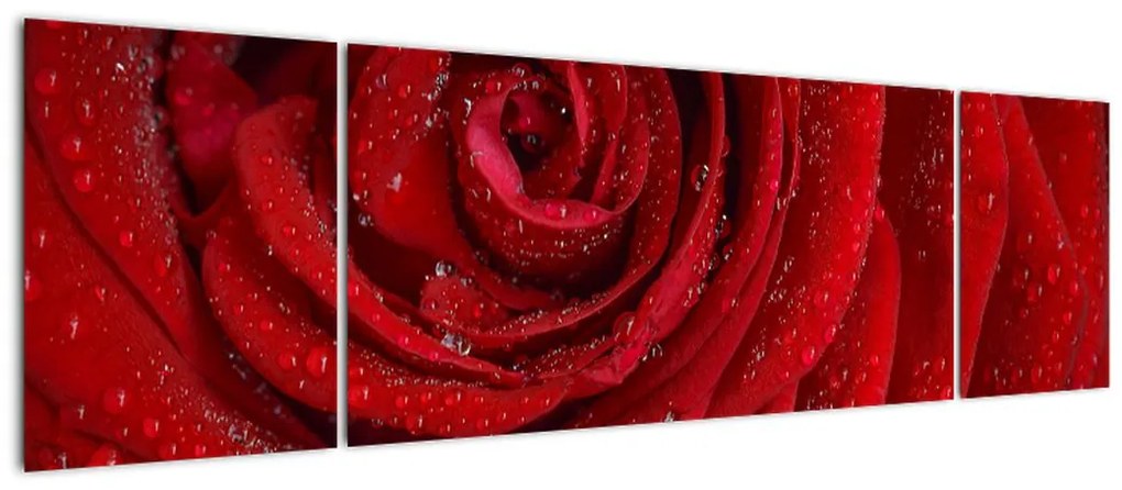 Obraz - szczegół róży (170x50 cm)