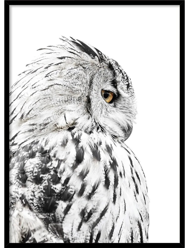 Obraz 50x70 cm Owl – Styler