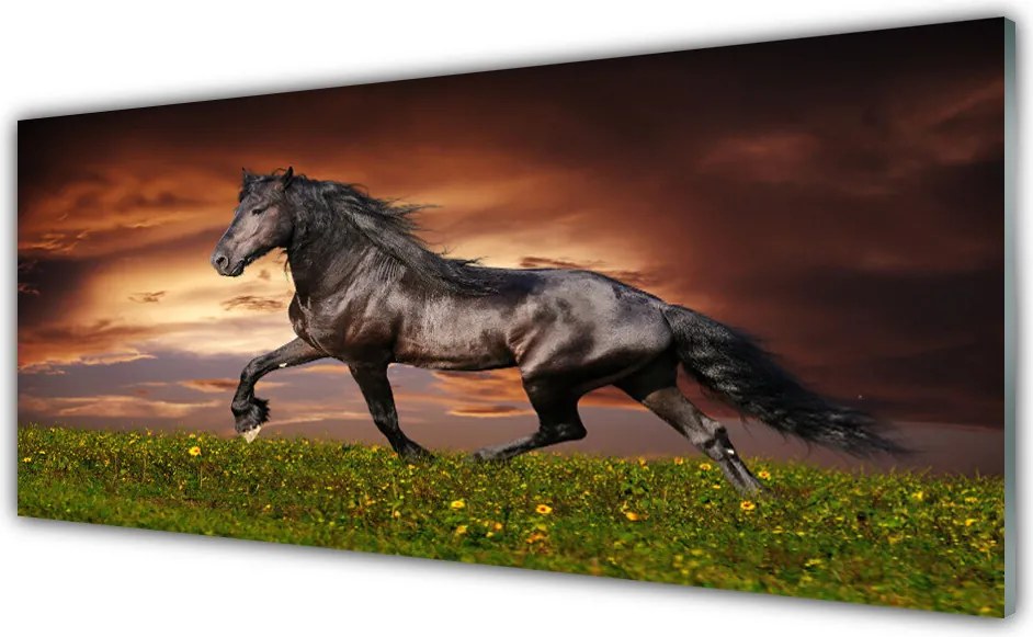 Panel Szklany do Kuchni Szlachetny Czarny Koń