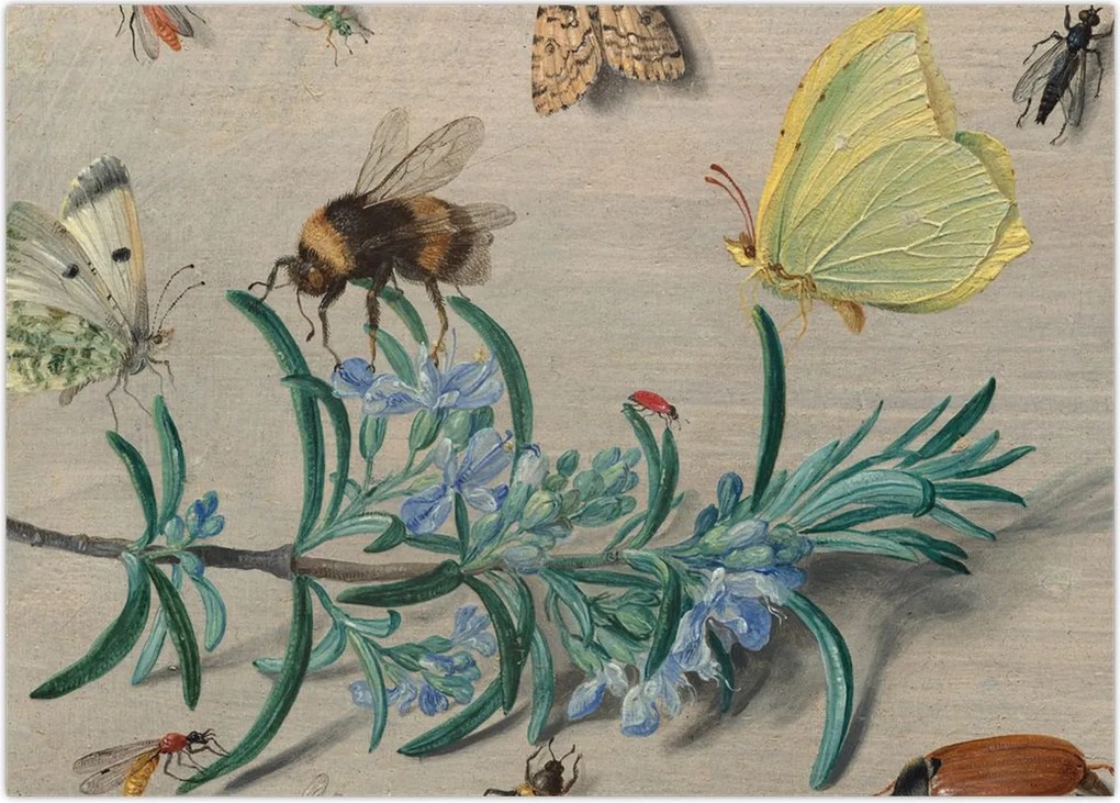 Obraz na szkle - Jan van Kessel the Elder, Insects and a Sprig of Rosemary, reprodukcje (70x50 cm)