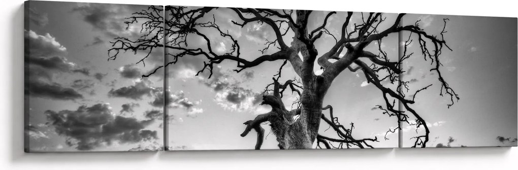 Obraz - Czarno - białe drzewo (170x50 cm)