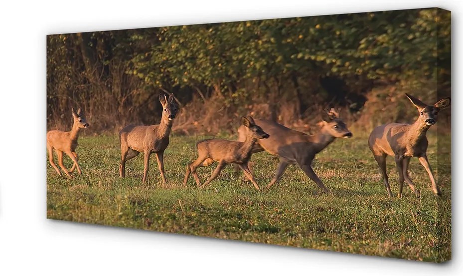 Zdjęcie na płótnie Jelenie na Polu o Wschodzie Słońca