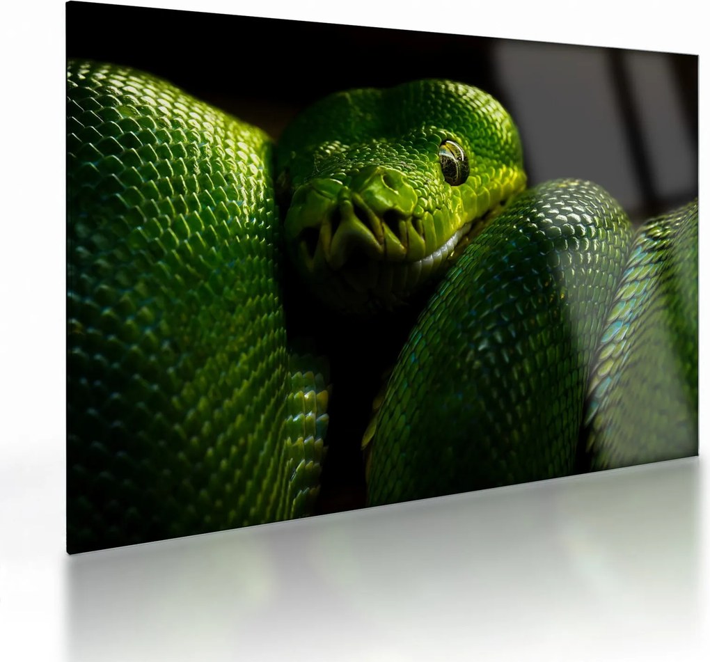 Obraz na szkle - Zielony wąż (70x50 cm)