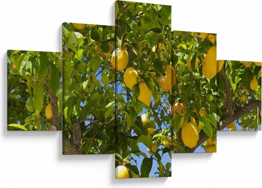 Obraz - Drzewo cytrynowe (125x70 cm)