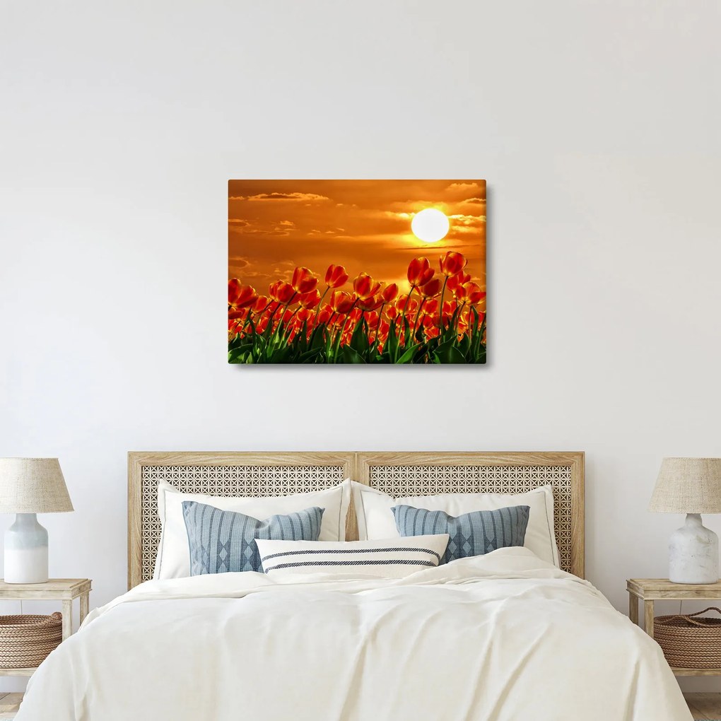 Obraz kwitnącego pola z tulipanami (70x50 cm)