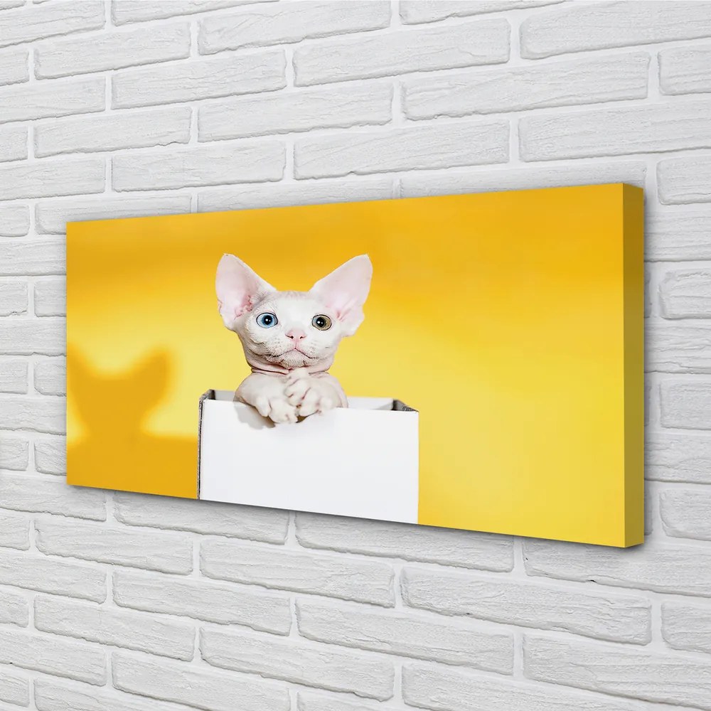 Duży obraz na płótnie Spokojnie Siedzący Kot