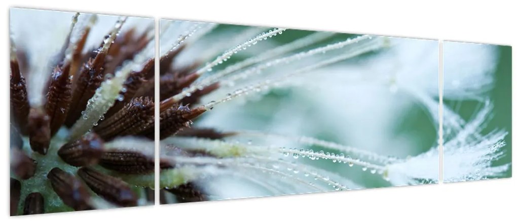 Obraz - Detal kwiatu (170x50 cm)