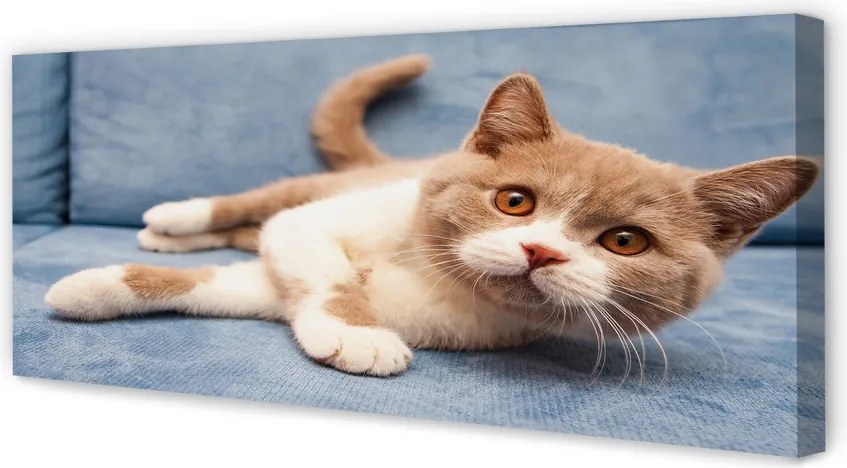 Duży obraz na płótnie Kot w Pozycji Leżącej