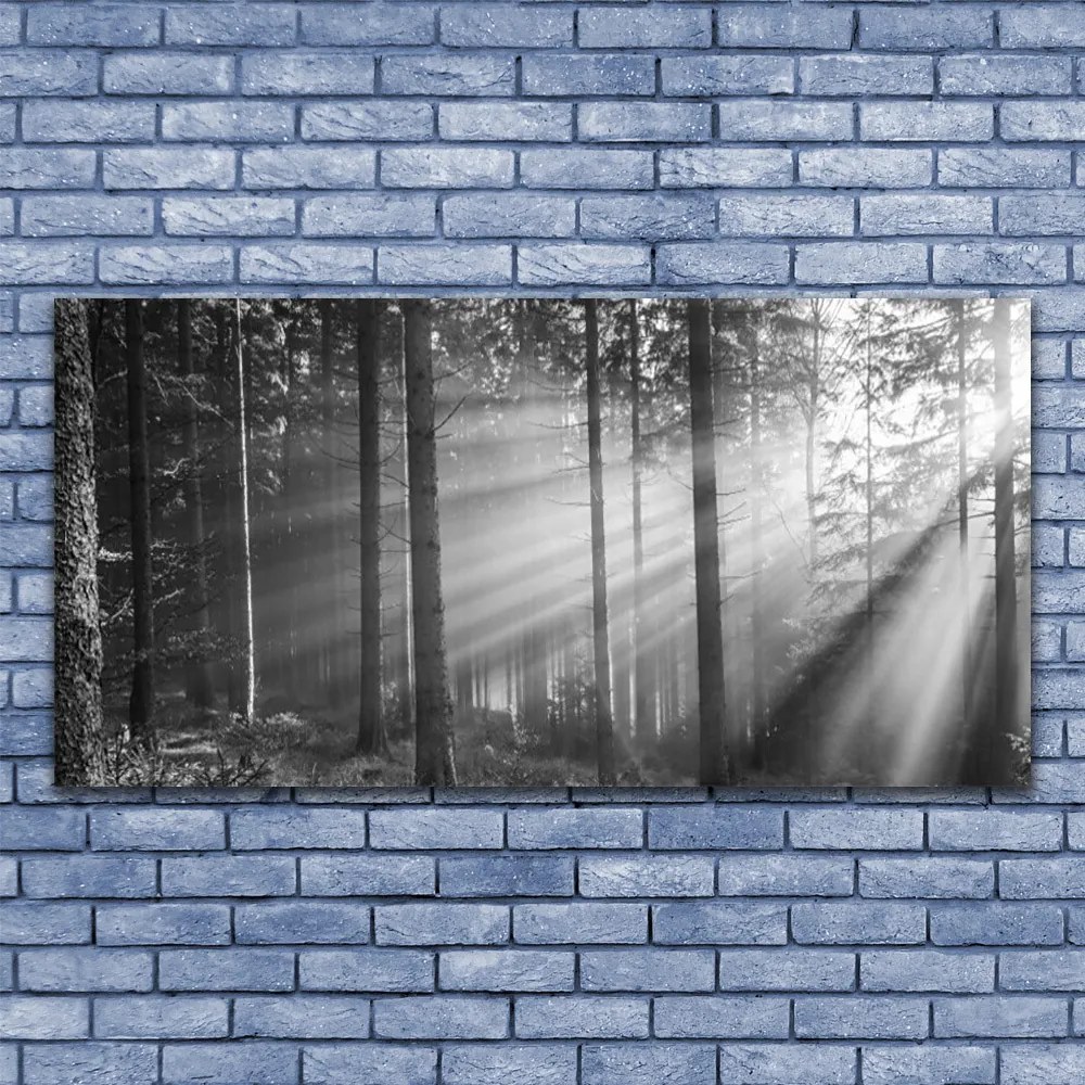 Obraz Canvas Las Natura Promienie Słońce