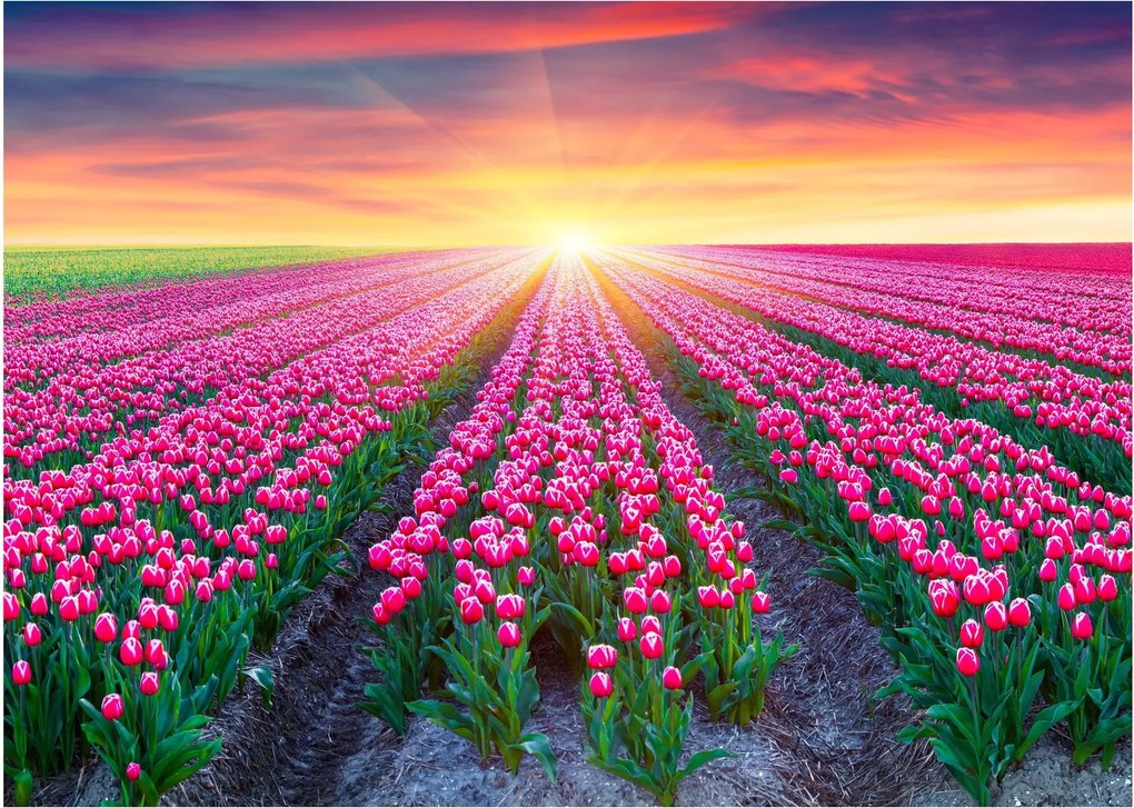 Obraz na szkle - pole tulipanów ze słońcem (70x50 cm)