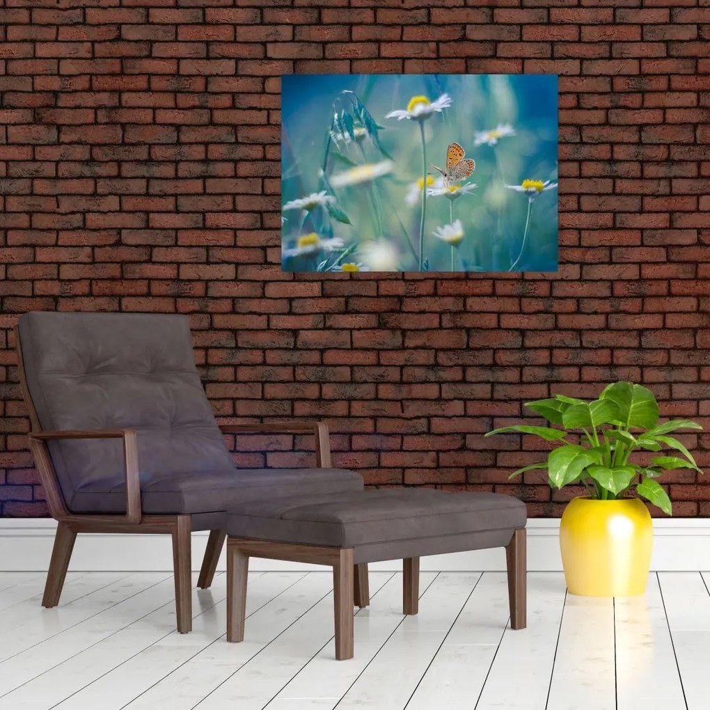 Obraz na szkle - Motyl na stokrotce (70x50 cm)