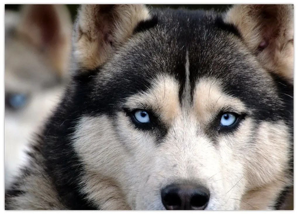 Obraz na szkle - pies husky (70x50 cm)