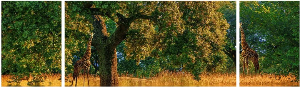 Obraz żyraf w naturze (170x50 cm)
