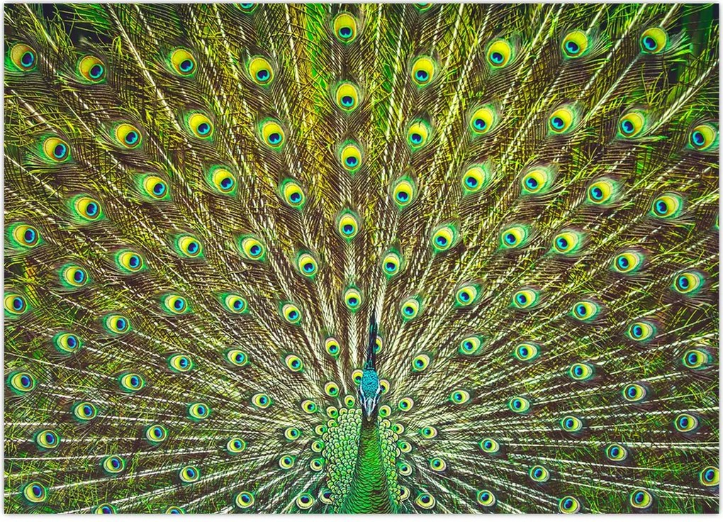 Obraz - Paw (70x50 cm)
