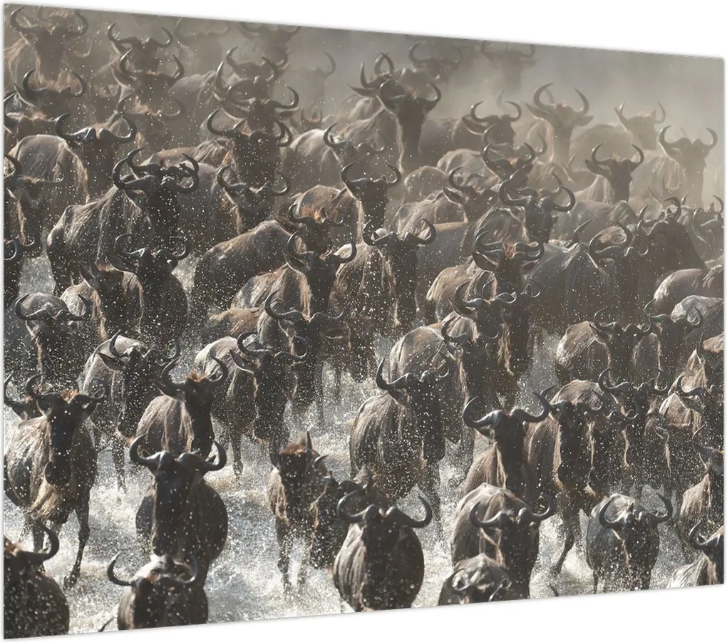 Obraz - Stado antylop gnu (70x50 cm)