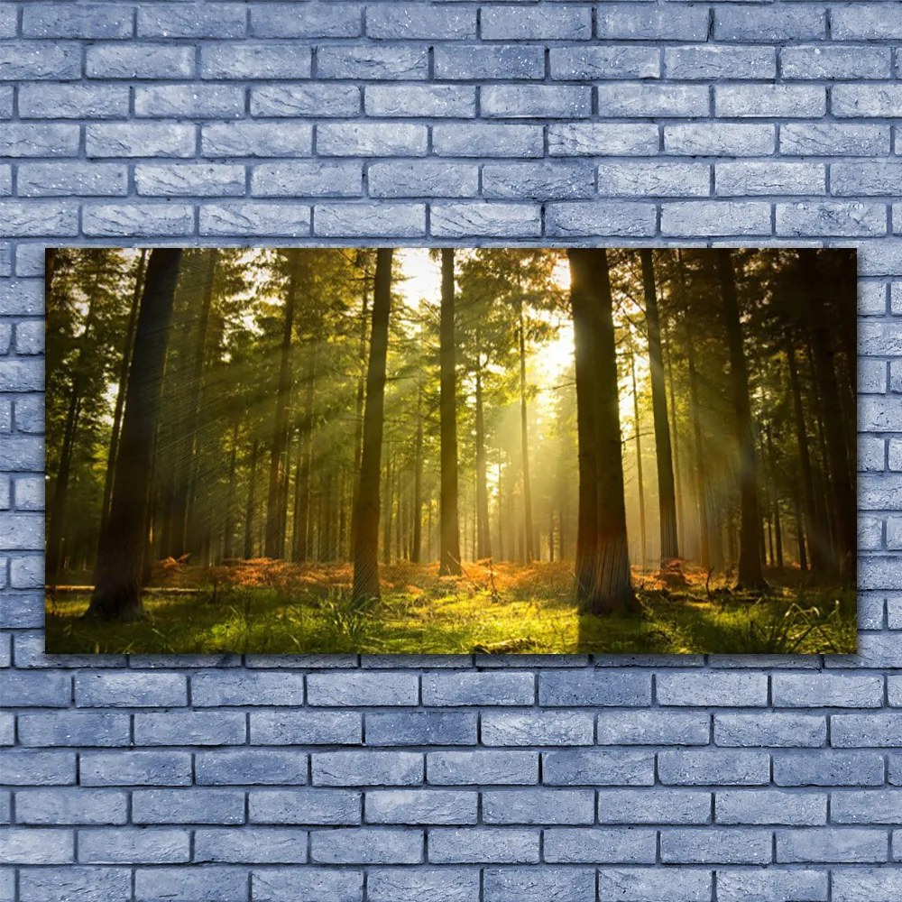 Fotoobraz na płótnie Bór Sosnowy w Słońcu