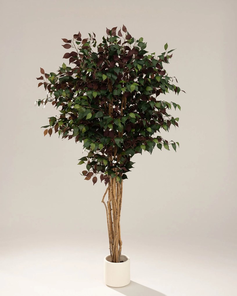 Drzewko dekoracyjne Burgundy w doniczce 210 cm