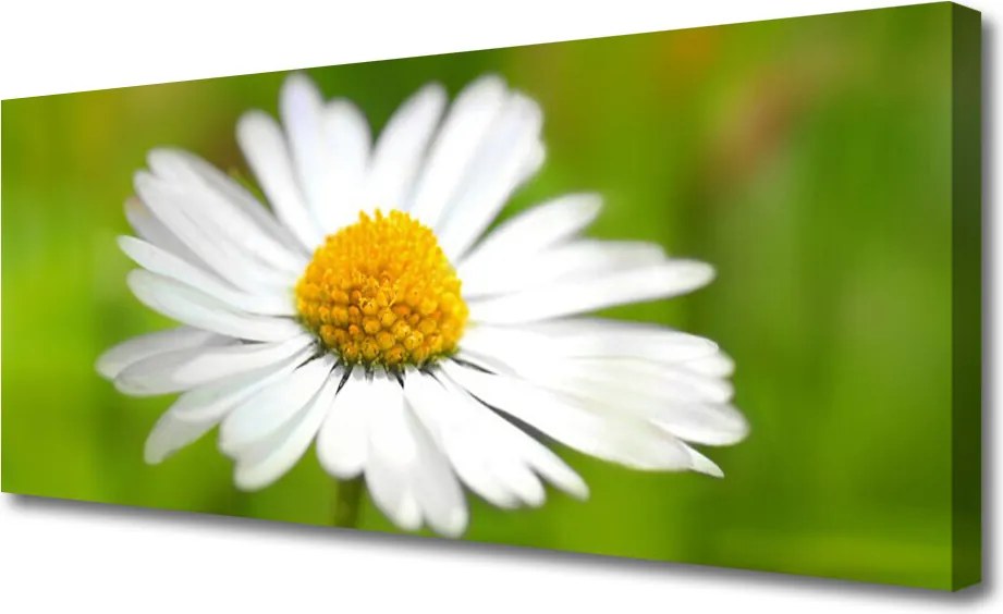 Obraz canvas Skromność Polnej Stokrotki