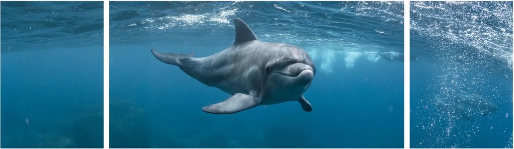 Obraz - Delfin pod wodą (170x50 cm)