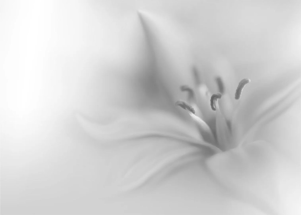 Obraz - Delikatna lilia (70x50 cm)