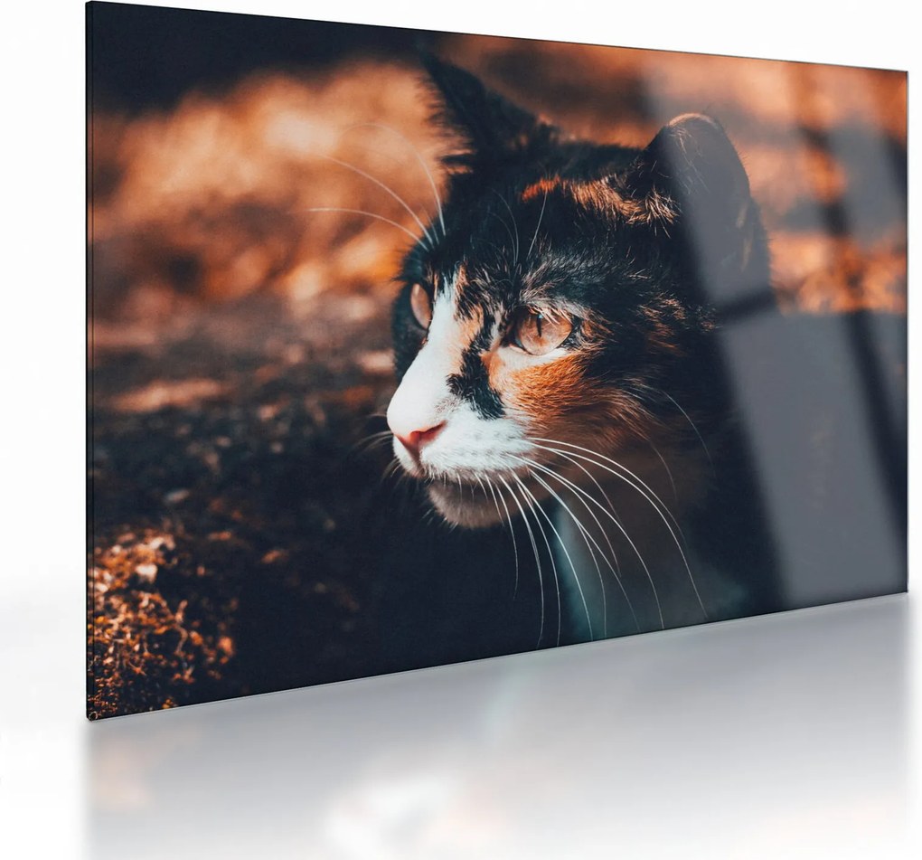 Obraz na szkle - Spojrzenie kota (70x50 cm)