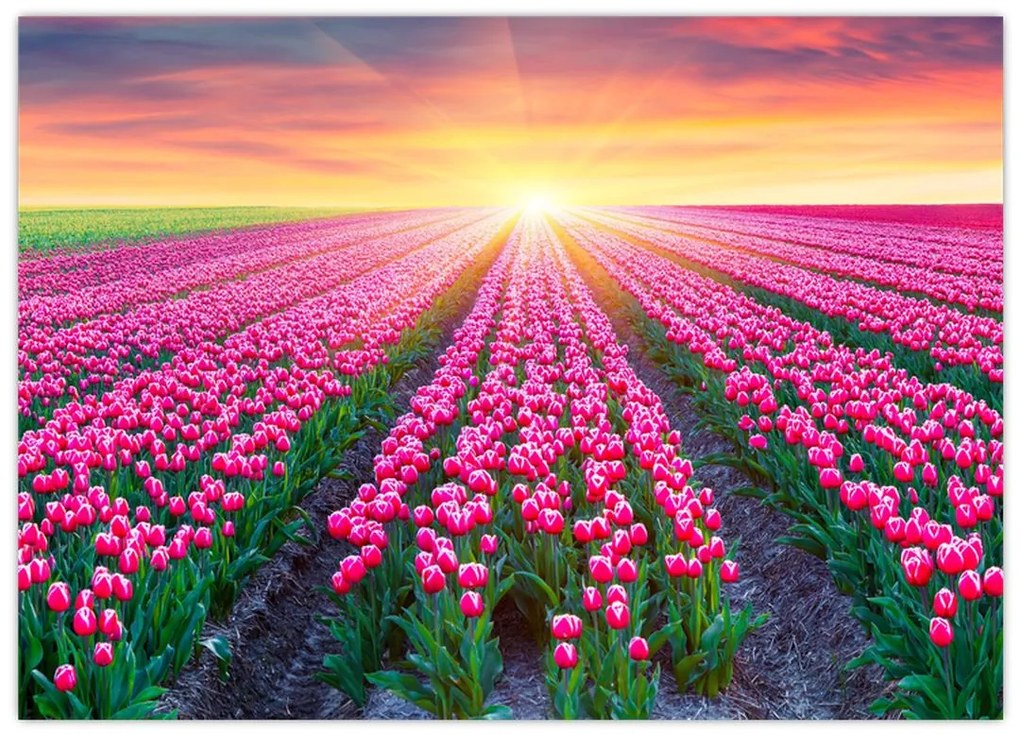 Obraz na szkle - pole tulipanów ze słońcem (70x50 cm)