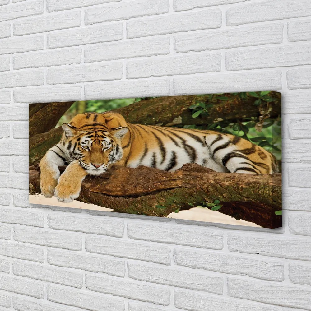 Obraz canvas na ścianę Tygrys na Drzewie