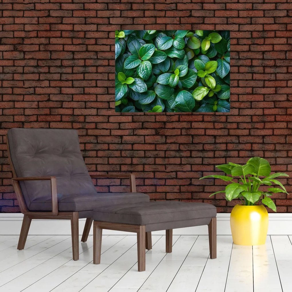 Obraz - Rośliny zielone (70x50 cm)
