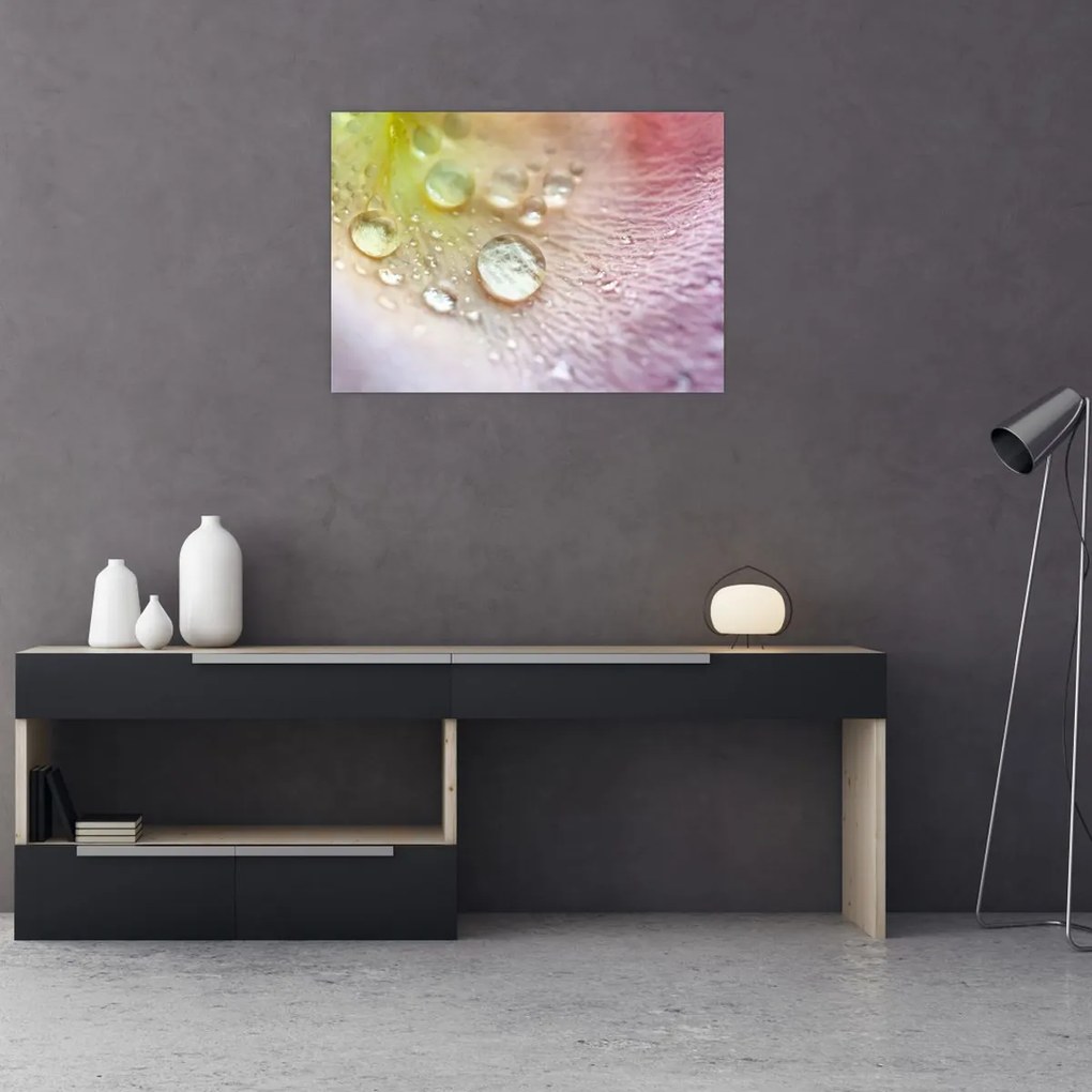Obraz - Krople rosy (70x50 cm)