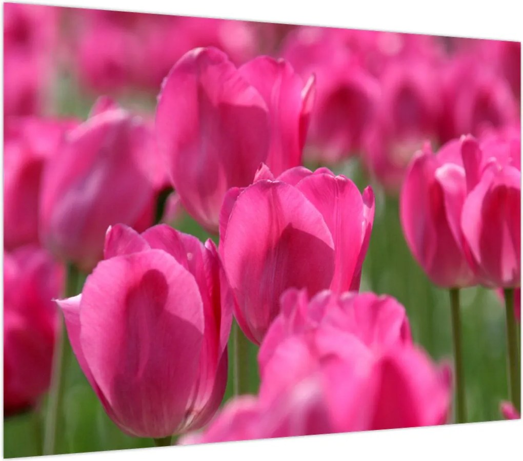 Obraz na szkle - Różowe tulipany (70x50 cm)