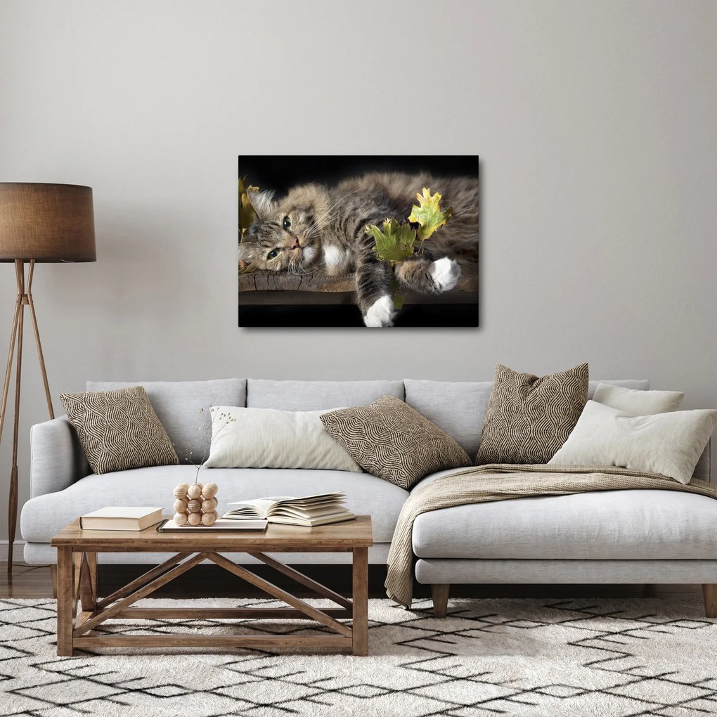 Obraz - Leżący kot (70x50 cm)