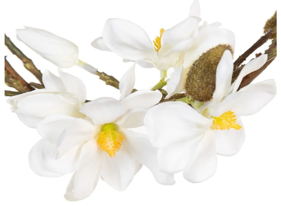 Wieniec Magnolia – Ixia