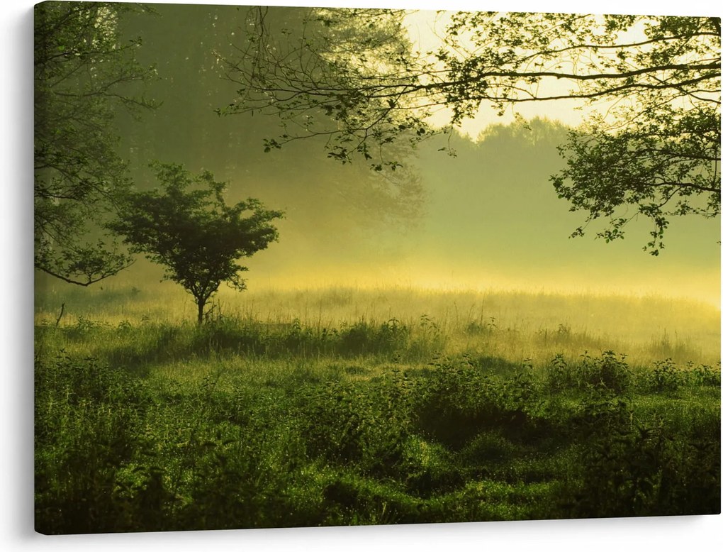 Obraz - Budzący się las (70x50 cm)