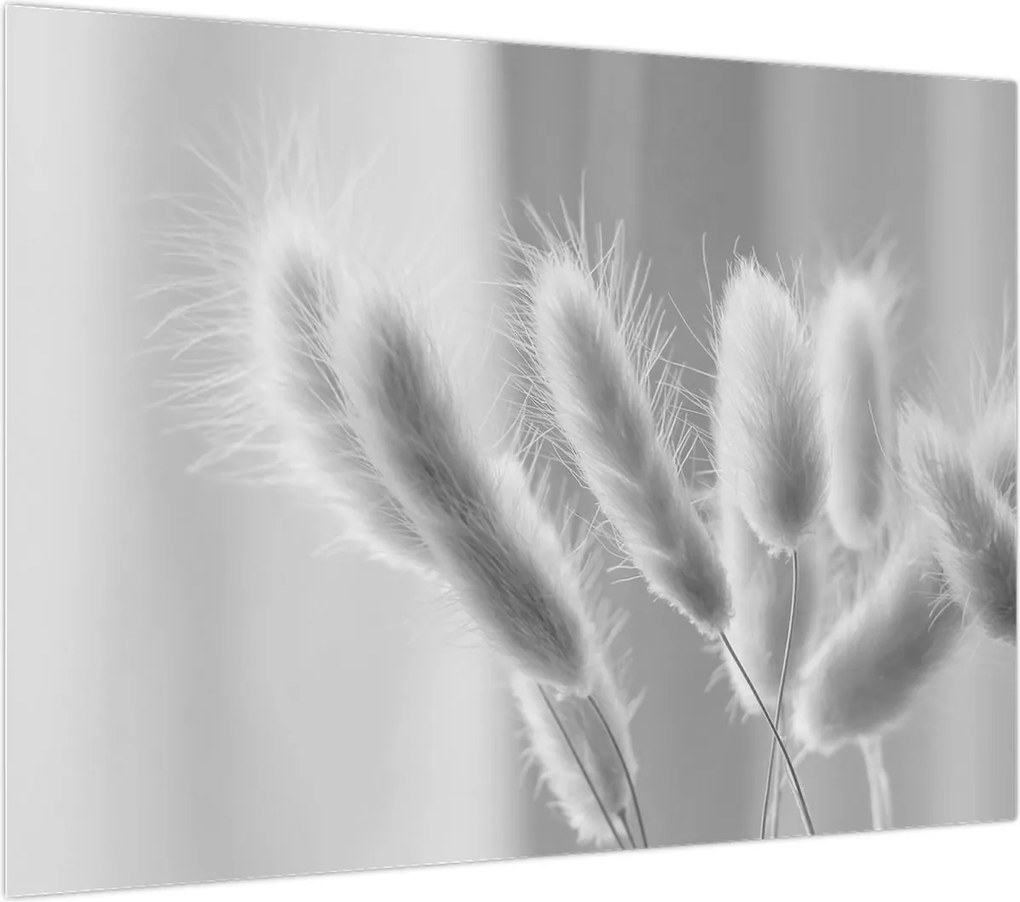Obraz - Trawa z króliczym ogonkiem (70x50 cm)