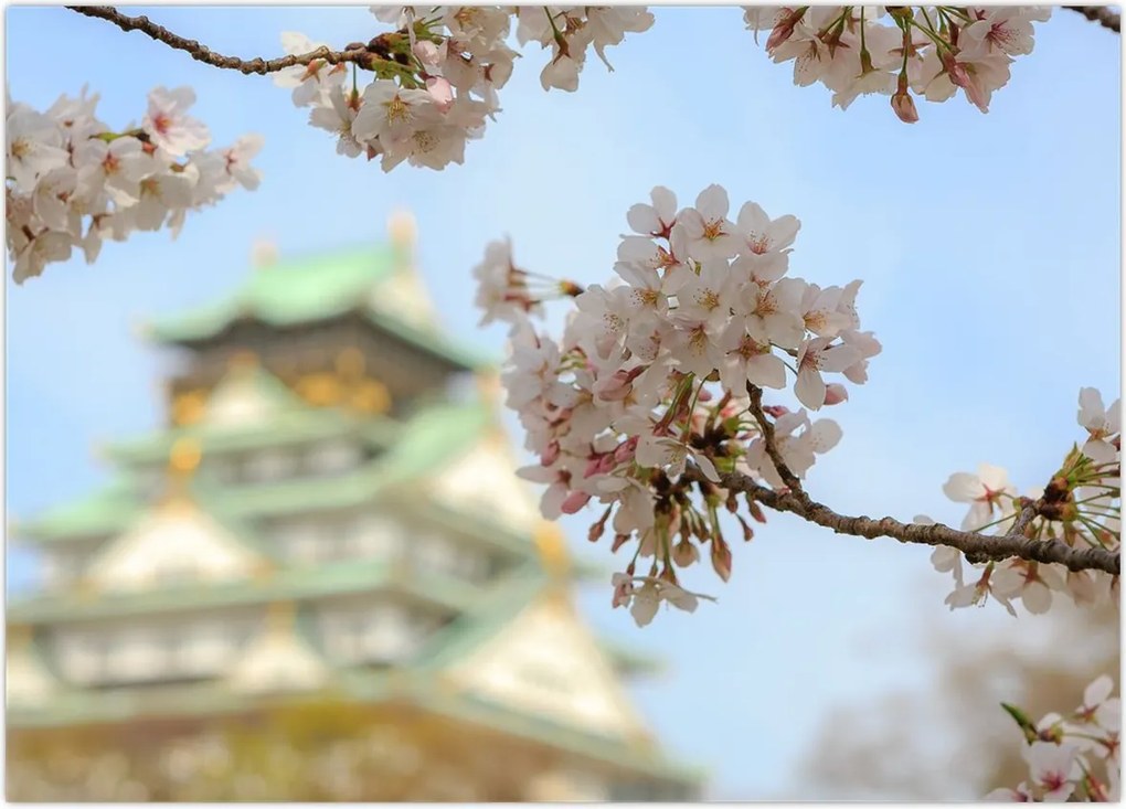 Obraz - Sakura (70x50 cm)