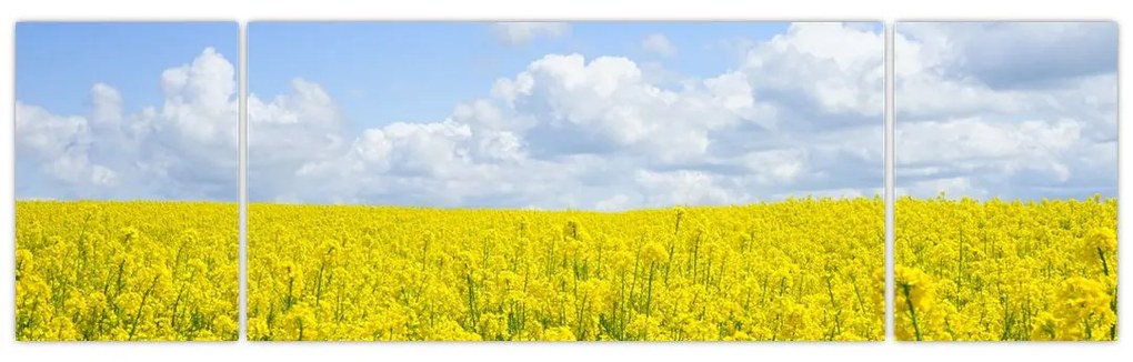 Obraz żółtego pola (170x50 cm)