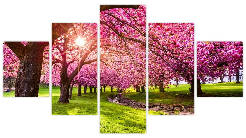 Obraz kwitnących czereśni, Hurd Park, Dover, New Jersey (125x70 cm)