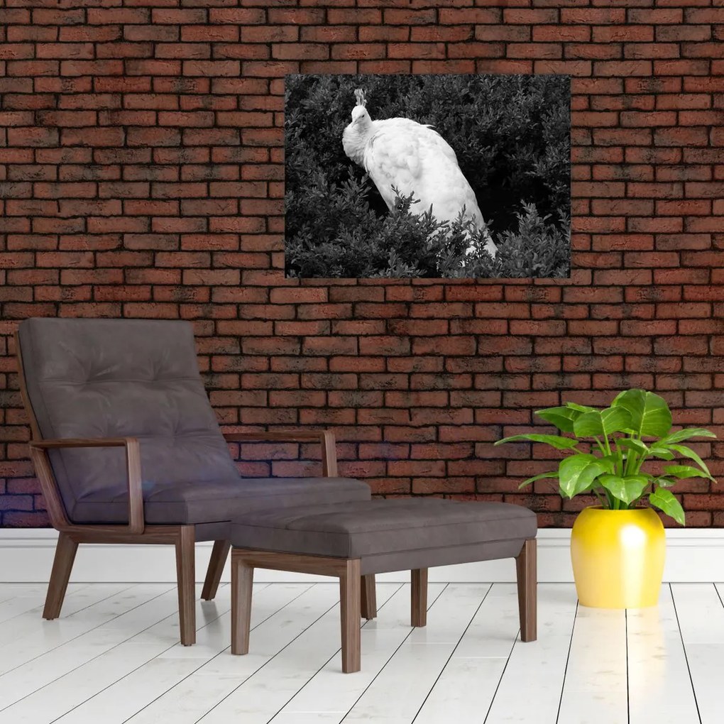 Obraz - Paw, czarno - biały (70x50 cm)